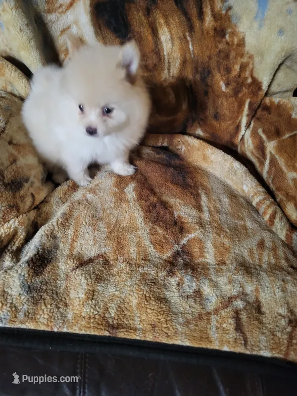 sport – Pomeranian puppy for sale in Buena Vista, GA