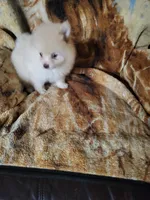 sport, a male Pomeranian for sale in Buena Vista, GA – 1 of 7