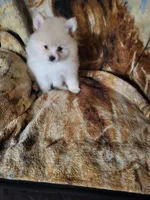 sport, a male Pomeranian for sale in Buena Vista, GA – 7 of 7