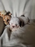 Toby, a male Shih Tzu for sale in Buena Vista, GA – 1 of 3