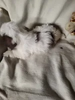 Bambi , a female Shih Tzu for sale in Buena Vista, GA – 3 of 4