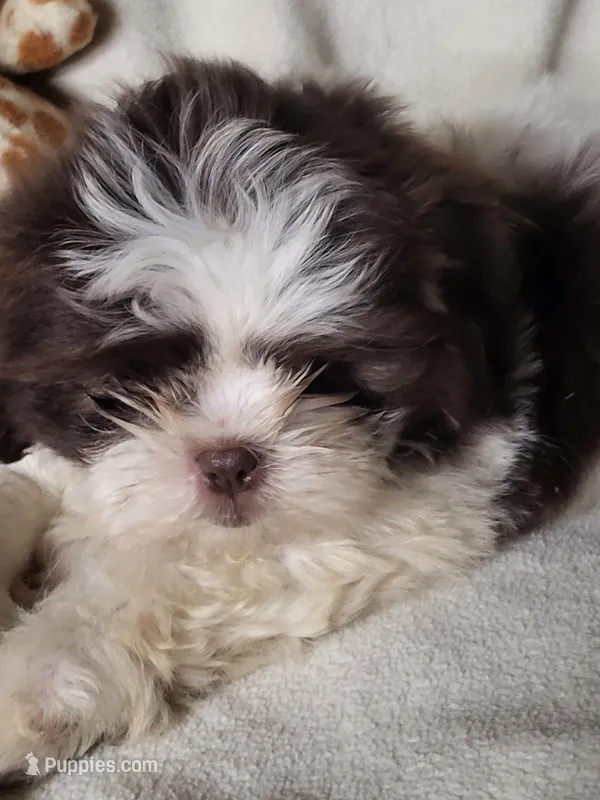 Skiddles – Shih Tzu puppy for sale in Buena Vista, GA