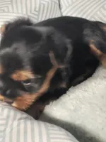 biscuit , a male Yorkshire Terrier for sale in Buena Vista, GA – 2 of 3