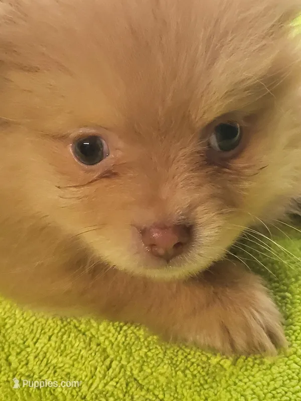 Mickie  – Pomeranian puppy for sale in Buena Vista, GA