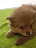 Mickie , a male Pomeranian for sale in Buena Vista, GA – Photo 2 of 2