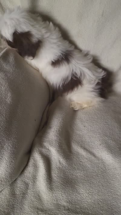 Bambi , a female Shih Tzu for sale in Buena Vista, GA – 4 of 4