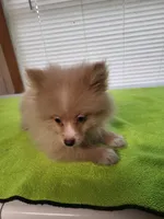 Billy Bob , a male Pomeranian for sale in Buena Vista, GA – Photo 2 of 2