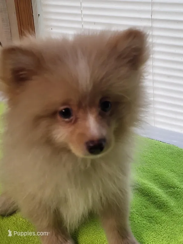 Billy Bob , a male Pomeranian for sale in Buena Vista, GA – Photo 1 of 2