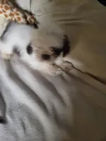 Bambi , a female Shih Tzu for sale in Buena Vista, GA – 2 of 4