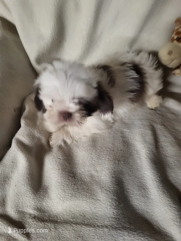 Bambi  – Shih Tzu puppy for sale in Buena Vista, GA