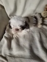 Bambi , a female Shih Tzu for sale in Buena Vista, GA – 1 of 4