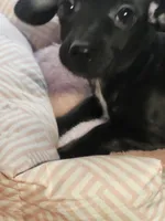 Shelby , a female Chiweenie for sale in Buena Vista, GA – 3 of 4
