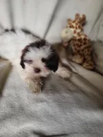 Sissy , a female Shih Tzu for sale in Buena Vista, GA – 2 of 3