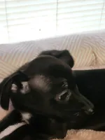 Shelby , a female Chiweenie for sale in Buena Vista, GA – 2 of 4
