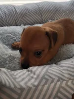 Ruby , a female Chiweenie for sale in Buena Vista, GA – 3 of 3