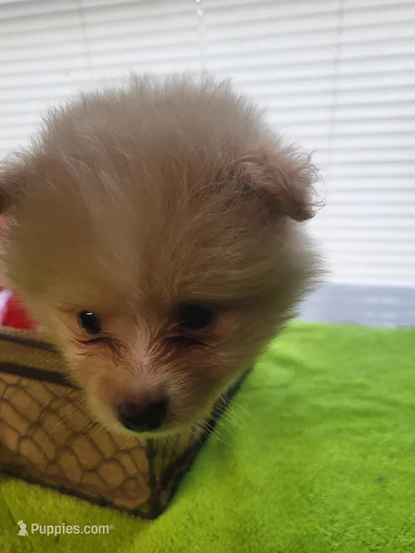 Taz, a male Pomeranian for sale in Buena Vista, GA – Photo 1 of 2