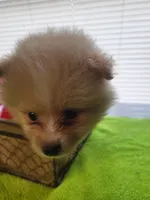 Taz, a male Pomeranian for sale in Buena Vista, GA – Photo 1 of 2