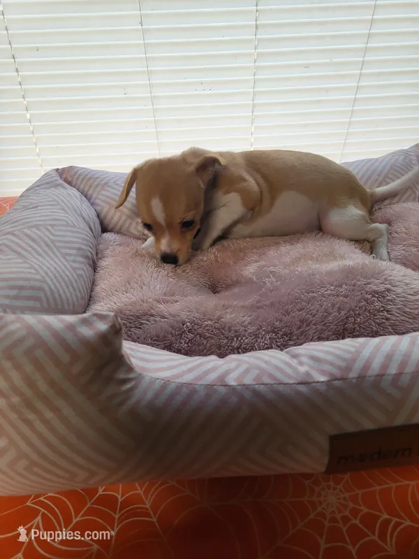 Princess  – Chiweenie puppy for sale in Buena Vista, GA