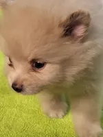sport, a male Pomeranian for sale in Buena Vista, GA – 2 of 7