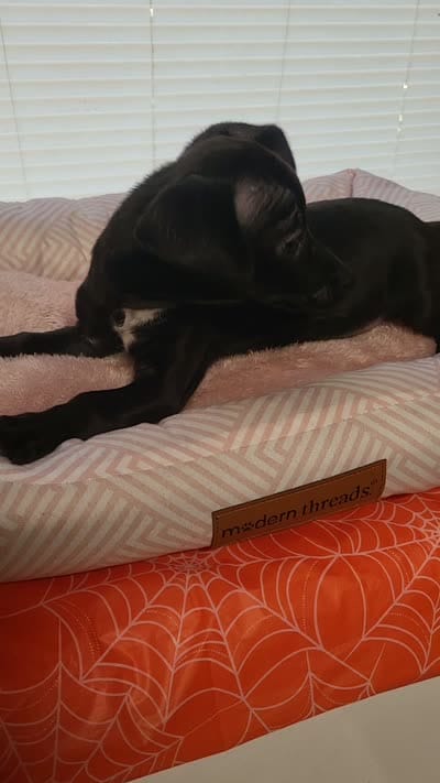 Shelby , a female Chiweenie for sale in Buena Vista, GA – 4 of 4