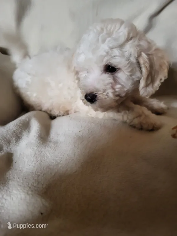 Billy Bob  – Bichon Frise, Poodle - Miniature  puppy for sale in Buena Vista, GA