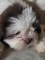 Sissy , a female Shih Tzu for sale in Buena Vista, GA – 3 of 3