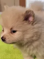 sport, a male Pomeranian for sale in Buena Vista, GA – 5 of 7