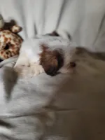 Cookie , a female Shih Tzu for sale in Buena Vista, GA – 3 of 3