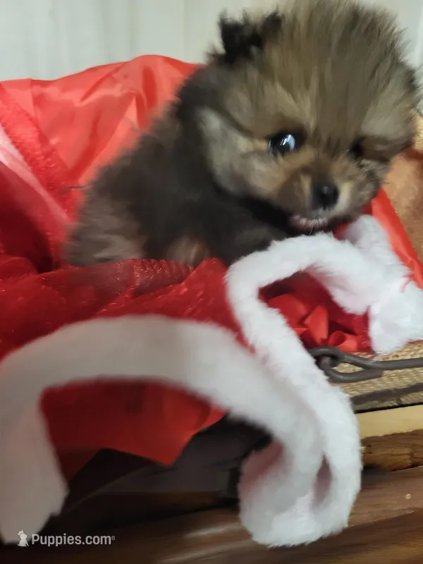 Toby, a male Pomeranian for sale in Buena Vista, GA – Photo 1 of 3