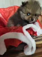 Toby, a male Pomeranian for sale in Buena Vista, GA – Photo 1 of 3