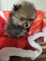 Toby, a male Pomeranian for sale in Buena Vista, GA – Photo 3 of 3