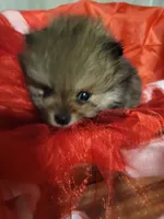 Toby, a male Pomeranian for sale in Buena Vista, GA – Photo 2 of 3