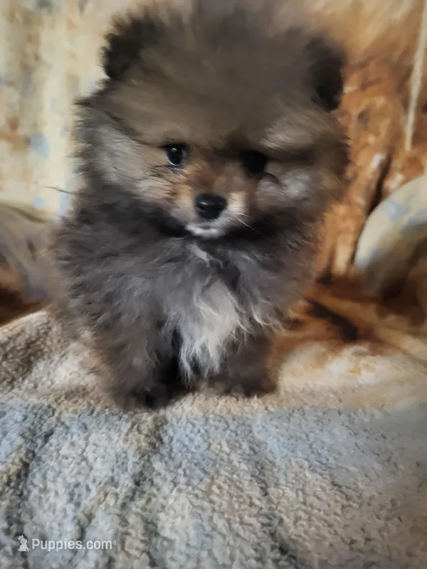 Toby – Pomeranian puppy for sale in Buena Vista, GA