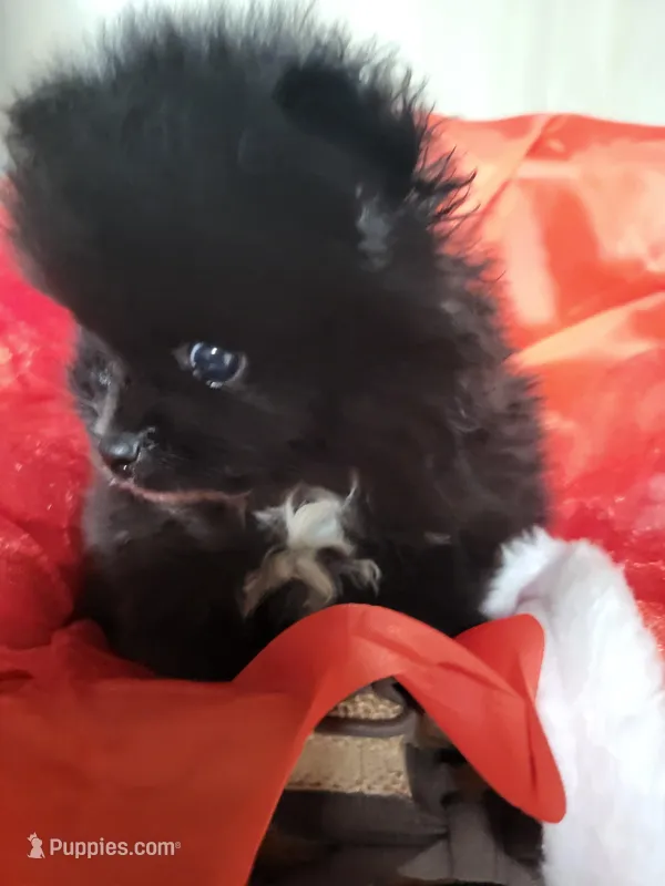 sport – Pomeranian puppy for sale in Buena Vista, GA