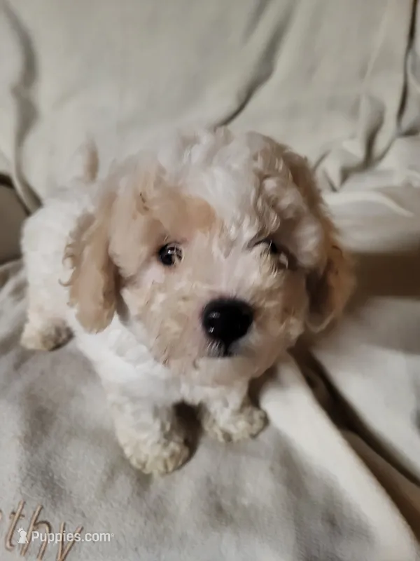 Tonny  – Bichon Frise, Poodle - Miniature  puppy for sale in Buena Vista, GA