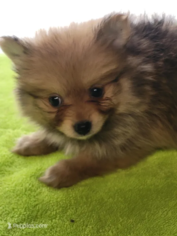Rose – Pomeranian puppy for sale in Buena Vista, GA
