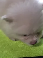 Popcorn , a male Pomeranian for sale in Buena Vista, GA – Photo 3 of 3