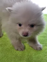 Popcorn , a male Pomeranian for sale in Buena Vista, GA – Photo 2 of 3