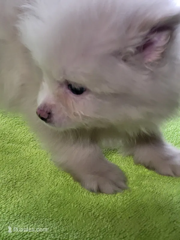 Popcorn  – Pomeranian puppy for sale in Buena Vista, GA