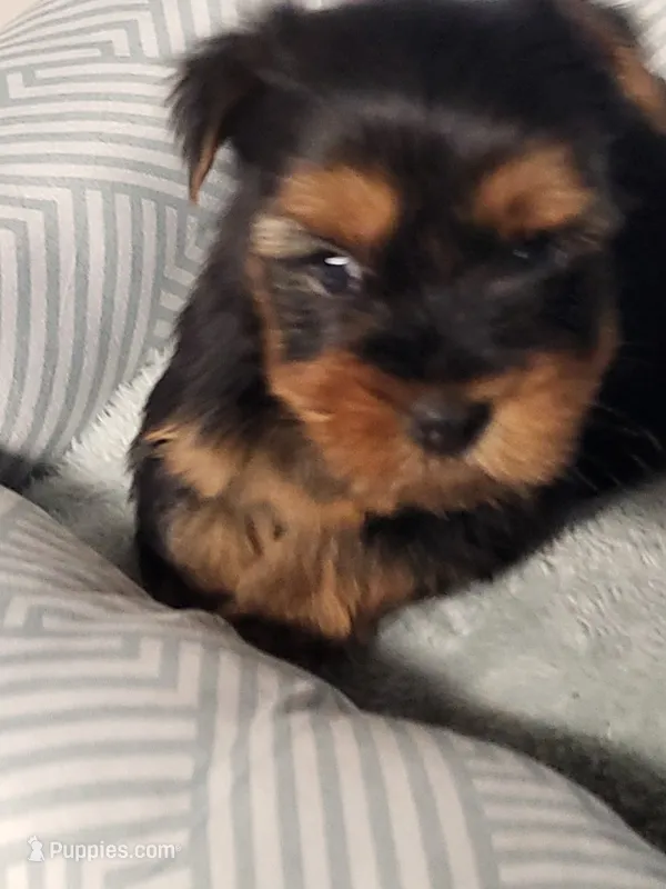 biscuit  – Yorkshire Terrier puppy for sale in Buena Vista, GA