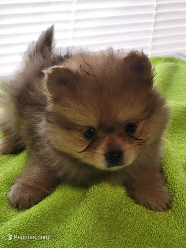 Chip – Pomeranian puppy for sale in Buena Vista, GA