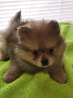 Chip, a male Pomeranian for sale in Buena Vista, GA – Photo 1 of 2