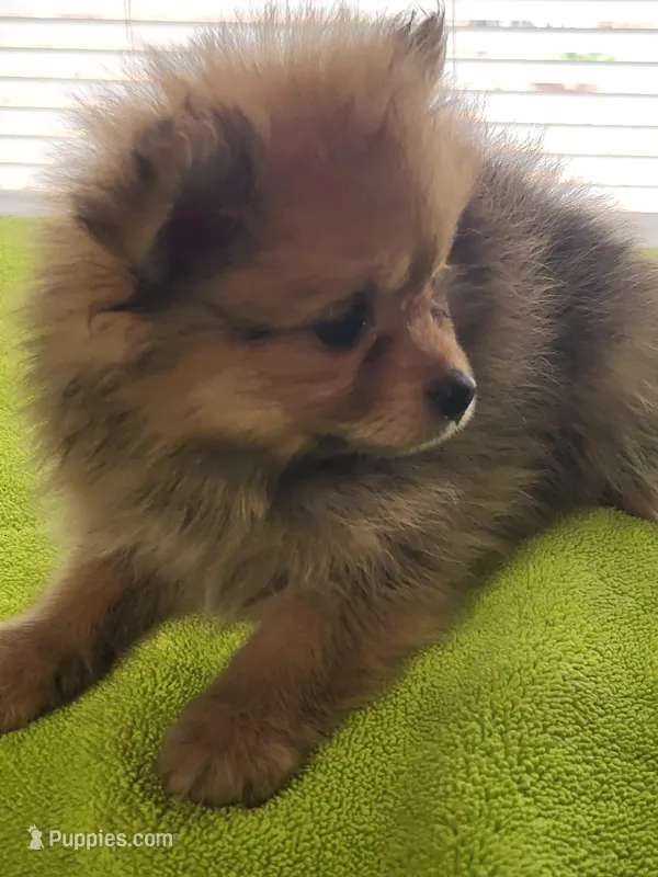 Chip – Pomeranian puppy for sale in Buena Vista, GA