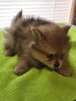 Chip, a male Pomeranian for sale in Buena Vista, GA – Photo 2 of 2