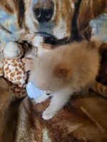 Honey , a female Pomeranian for sale in Buena Vista, GA – 6 of 6
