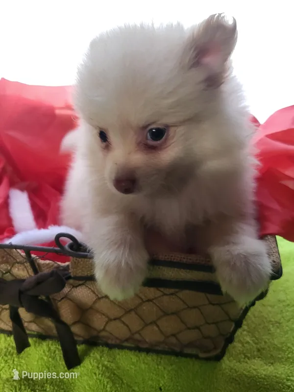 Pinky, a female Pomeranian for sale in Buena Vista, GA – Photo 1 of 1