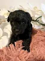 Poodle Girl , a female Poodle - Toy  for sale in Longs, SC – 5 of 8