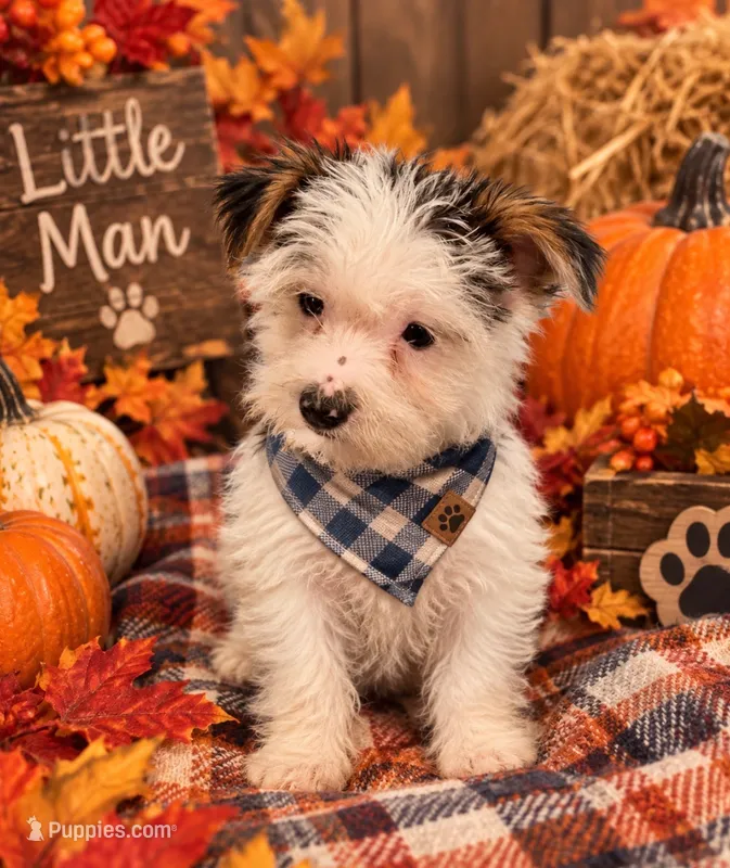 Jack – Yorkshire Terrier puppy for sale in Longs, SC