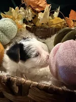 Jack, a male Yorkshire Terrier for sale in Longs, SC – 3 of 5