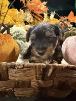 Bear, a male Yorkshire Terrier for sale in Longs, SC – 2 of 3